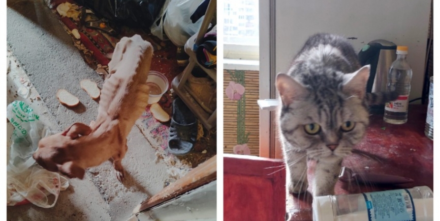 Забрали из ада: Брошенные собака и кошка голодали в съемной квартире в Мурманске